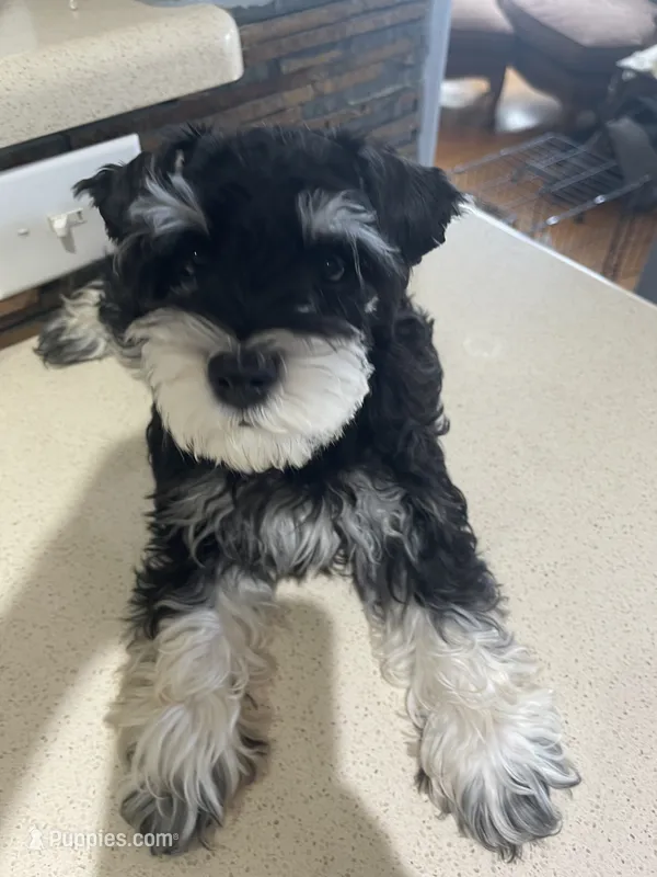Hank – Miniature Schnauzer puppy for sale in Conroe, TX
