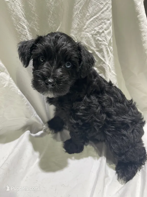 Beaux – Miniature Schnauzer puppy for sale in Conroe, TX