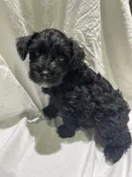 Beaux, a male Miniature Schnauzer for sale in Conroe, TX – 1 of 7