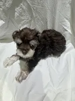 Max, a male Miniature Schnauzer for sale in Conroe, TX – 5 of 7