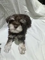 Max, a male Miniature Schnauzer for sale in Conroe, TX – 4 of 7