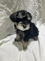 Hank, a male Miniature Schnauzer for sale in Conroe, TX – 4 of 7