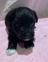 Beaux, a male Miniature Schnauzer for sale in Conroe, TX – 4 of 7