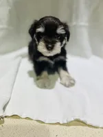 Max, a male Miniature Schnauzer for sale in Conroe, TX – 3 of 7