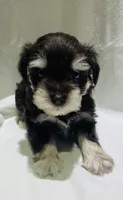 Hank, a male Miniature Schnauzer for sale in Conroe, TX – 6 of 7
