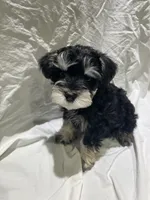 Hank, a male Miniature Schnauzer for sale in Conroe, TX – 2 of 7