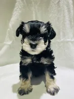 Hank, a male Miniature Schnauzer for sale in Conroe, TX – 7 of 7