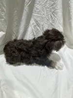 Max, a male Miniature Schnauzer for sale in Conroe, TX – 6 of 7