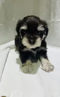 Max, a male Miniature Schnauzer for sale in Conroe, TX – 2 of 7