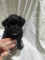 Beaux, a male Miniature Schnauzer for sale in Conroe, TX – 2 of 7