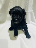 Beaux, a male Miniature Schnauzer for sale in Conroe, TX – 5 of 7