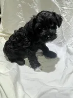 Beaux, a male Miniature Schnauzer for sale in Conroe, TX – 7 of 7