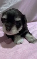 Hank, a male Miniature Schnauzer for sale in Conroe, TX – 5 of 7