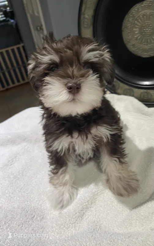Max – Miniature Schnauzer puppy for sale in Conroe, TX