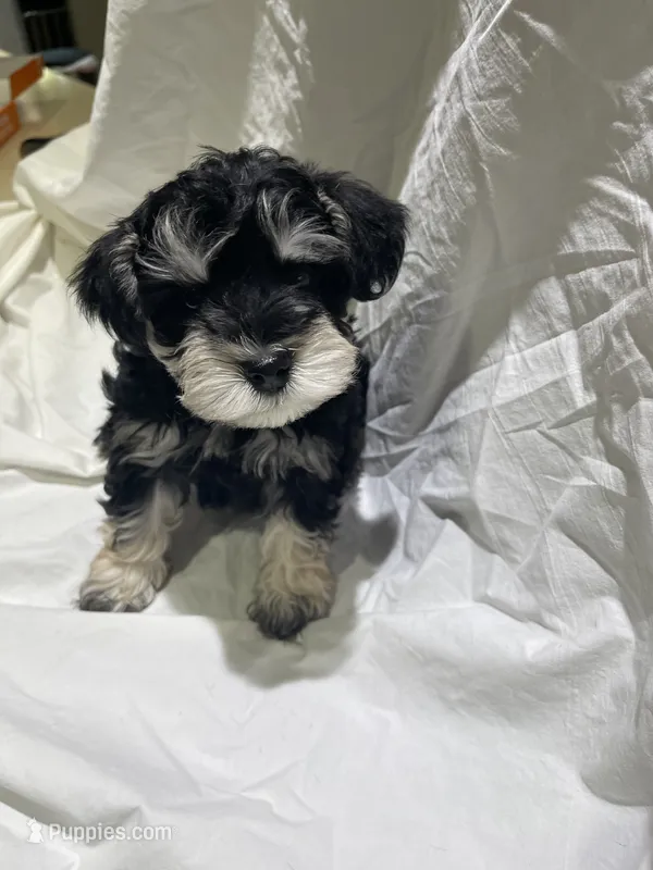 Hank – Miniature Schnauzer puppy for sale in Conroe, TX