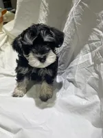 Hank, a male Miniature Schnauzer for sale in Conroe, TX – 1 of 7