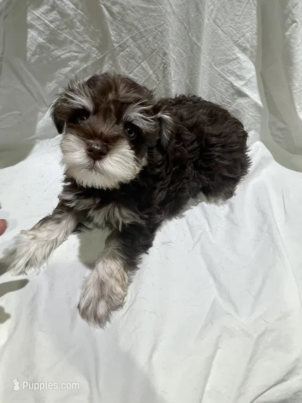 Max – Miniature Schnauzer puppy for sale in Conroe, TX
