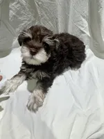 Max, a male Miniature Schnauzer for sale in Conroe, TX – 1 of 7