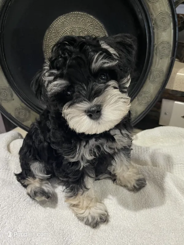 Hank – Miniature Schnauzer puppy for sale in Conroe, TX