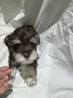 Max, a male Miniature Schnauzer for sale in Conroe, TX – 7 of 7