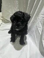 Beaux, a male Miniature Schnauzer for sale in Conroe, TX – 3 of 7