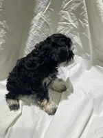 Hank, a male Miniature Schnauzer for sale in Conroe, TX – 3 of 7