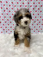 Gray collar , a female Miniature Bernedoodle for sale in New Hampshire, NH – Photo 2 of 2