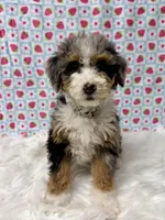 Gray collar , a female Miniature Bernedoodle for sale in New Hampshire, NH – Photo 1 of 2