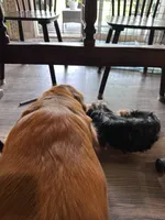 Red Collar, a  Golden Retriever and Yorkshire Terrier for sale in Greenfield, IN – 4 of 5