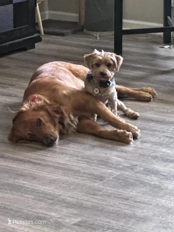 Red Collar – Golden Retriever, Yorkshire Terrier puppy for sale in Greenfield, IN