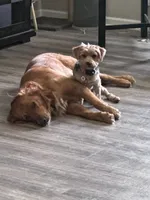 Red Collar, a  Golden Retriever and Yorkshire Terrier for sale in Greenfield, IN – 1 of 5
