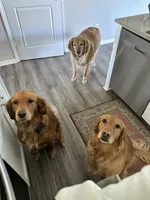 Red Collar, a  Golden Retriever and Yorkshire Terrier for sale in Greenfield, IN – 3 of 5