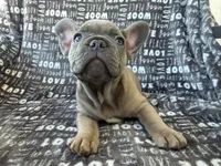 Bruce, a male French Bulldog for sale in Elk Grove, CA – 6 of 6