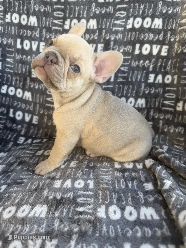 Rosie – French Bulldog puppy for sale in Elk Grove, CA