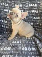 Rosie, a female French Bulldog for sale in Elk Grove, CA – 1 of 6