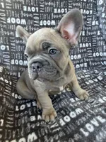 Bruce, a male French Bulldog for sale in Elk Grove, CA – 3 of 6