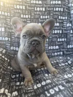 Bruce, a male French Bulldog for sale in Elk Grove, CA – 1 of 6