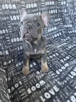 Bluey, a female French Bulldog for sale in Elk Grove, CA – 5 of 6