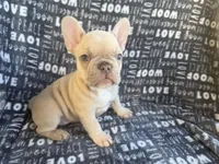 Rosie, a female French Bulldog for sale in Elk Grove, CA – 4 of 6