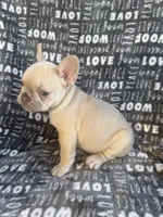 Rosie, a female French Bulldog for sale in Elk Grove, CA – 6 of 6