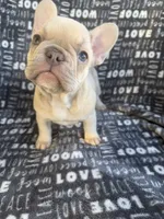 Rosie, a female French Bulldog for sale in Elk Grove, CA – 3 of 6