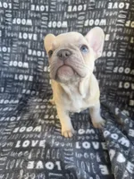 Rosie, a female French Bulldog for sale in Elk Grove, CA – 5 of 6