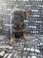 Bluey, a female French Bulldog for sale in Elk Grove, CA – 2 of 6