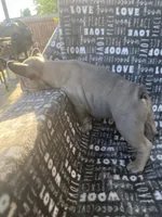 Bruce, a male French Bulldog for sale in Elk Grove, CA – 4 of 6