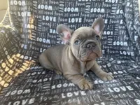 Bruce, a male French Bulldog for sale in Elk Grove, CA – 5 of 6