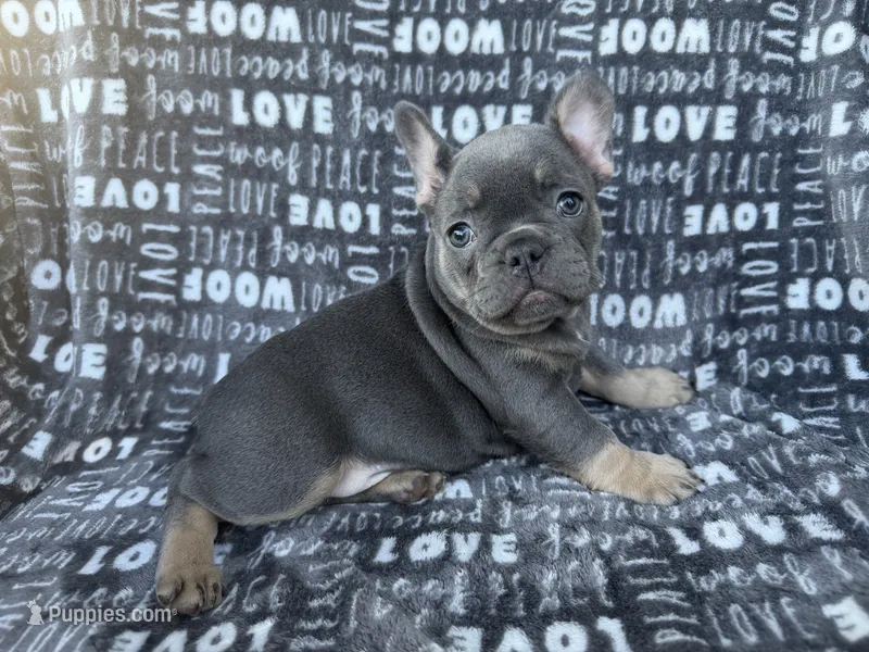 Bluey – French Bulldog puppy for sale in Elk Grove, CA