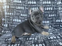 Bluey, a female French Bulldog for sale in Elk Grove, CA – 1 of 6