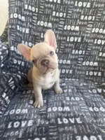 Rosie, a female French Bulldog for sale in Elk Grove, CA – 2 of 6