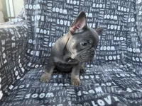 Bluey, a female French Bulldog for sale in Elk Grove, CA – 3 of 6