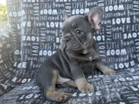 Bluey, a female French Bulldog for sale in Elk Grove, CA – 4 of 6